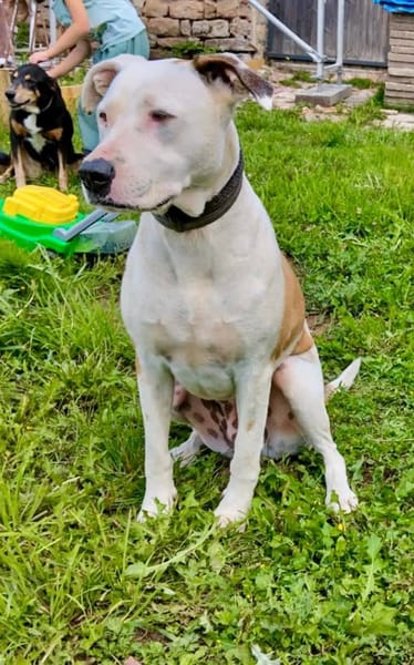 Romy, femelle, X Berger, née le 02/10/2022