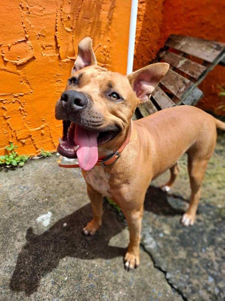 Omy, mâle croisé berger, né le 31/01/2024🐶