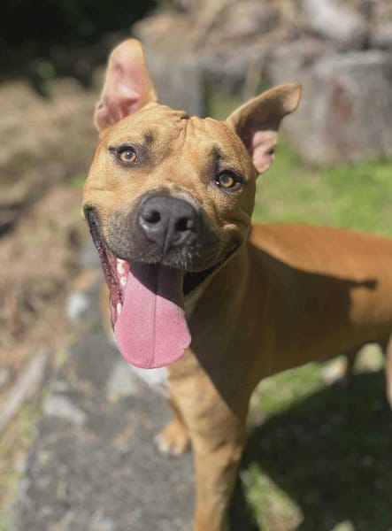 Omy, mâle croisé berger, né le 31/01/2024🐶