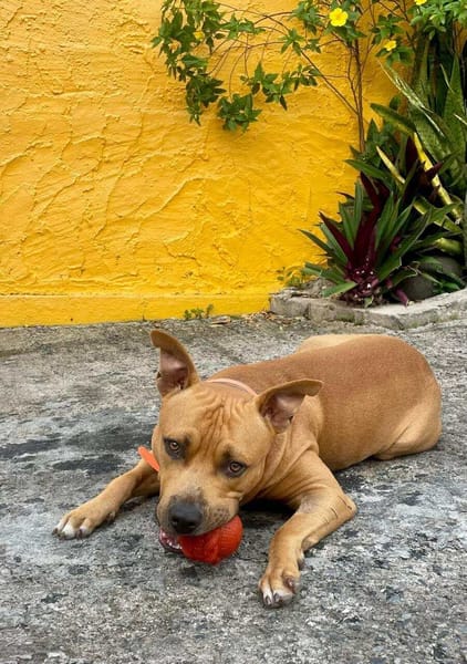 Omy, mâle croisé berger, né le 31/01/2024🐶