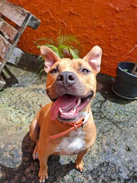 Omy, mâle croisé berger, né le 31/01/2024🐶