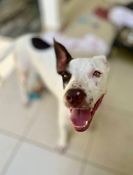 Neo, mâle croisé berger, né le 01/01/2025 🐶