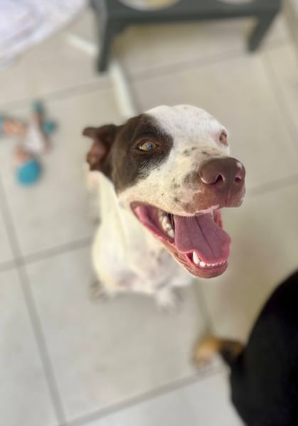 Neo, mâle croisé berger, né le 01/01/2025 🐶