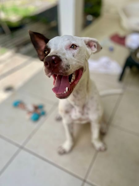 Neo, mâle croisé berger, né le 01/01/2025 🐶