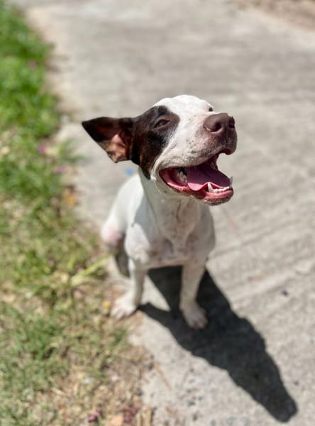 Neo, mâle croisé berger, né le 01/01/2025 🐶
