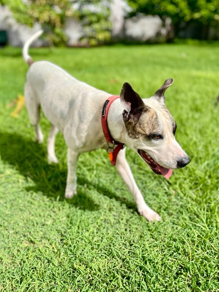 Hanae, femelle croisée berger, née le 03/11/2023 🐶