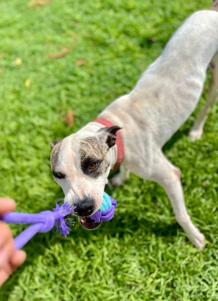 Hanae, femelle croisée berger, née le 03/11/2023 🐶