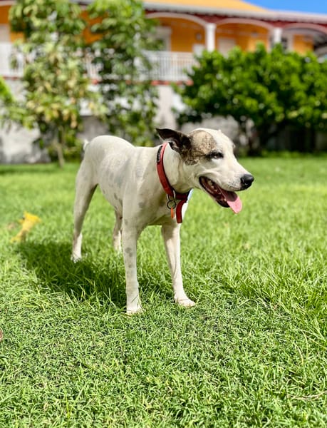 Hanae, femelle croisée berger, née le 03/11/2023 🐶