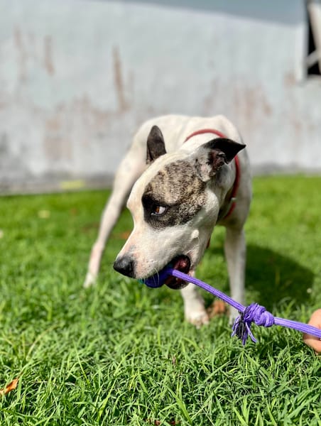 Hanae, femelle croisée berger, née le 03/11/2023 🐶
