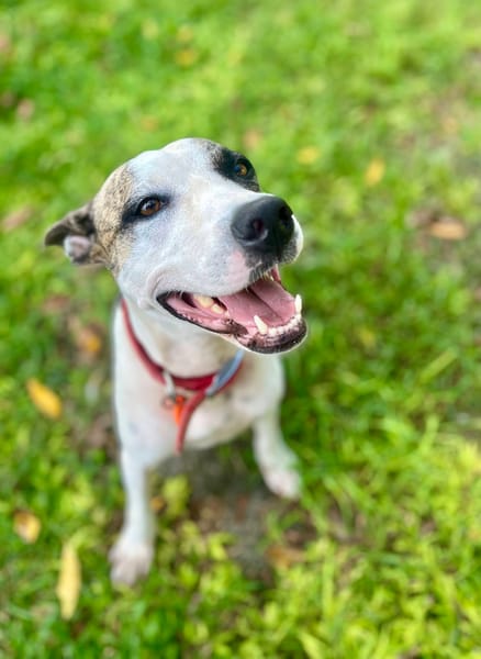 Hanae, femelle croisée berger, née le 03/11/2023 🐶