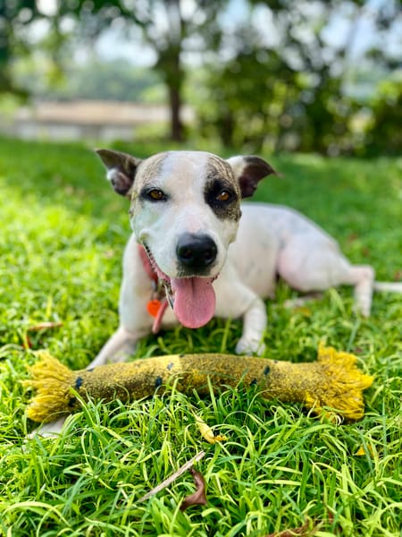 Hanae, femelle croisée berger, née le 03/11/2023 🐶