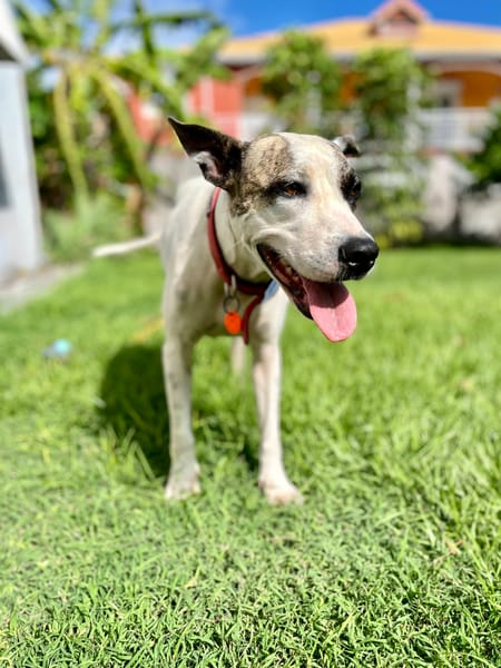 Hanae, femelle croisée berger, née le 03/11/2023 🐶