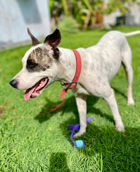 Hanae, femelle croisée berger, née le 03/11/2023 🐶