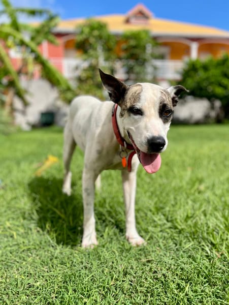 Hanae, femelle croisée berger, née le 03/11/2023 🐶