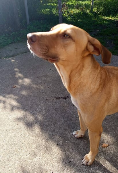 Fifi, mâle croisé berger, né le 15/06/2022 🐶