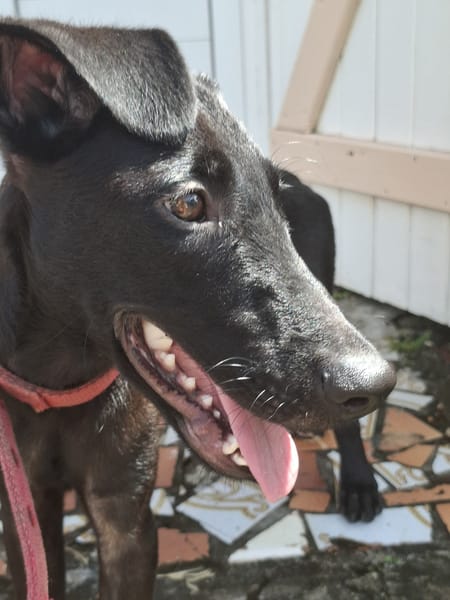 Dusty, mâle croisé berger, né le 15/06/2025 🐶