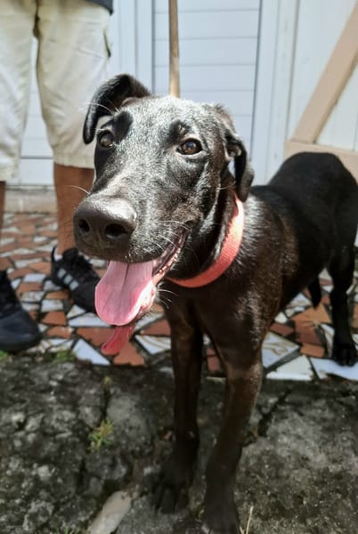 Dusty, mâle croisé berger, né le 15/06/2025 🐶