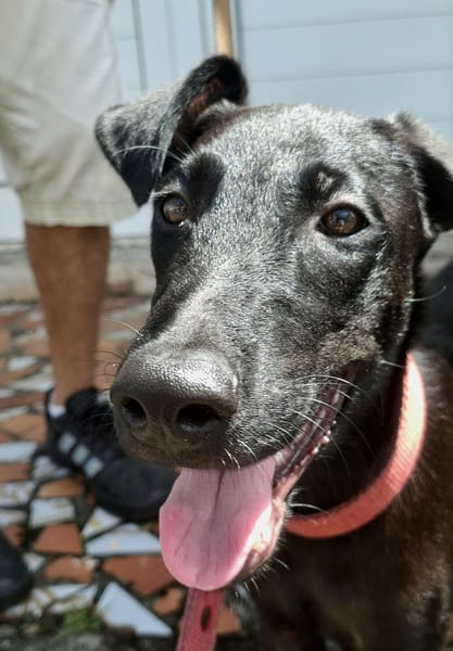 Dusty, mâle croisé berger, né le 15/06/2025 🐶