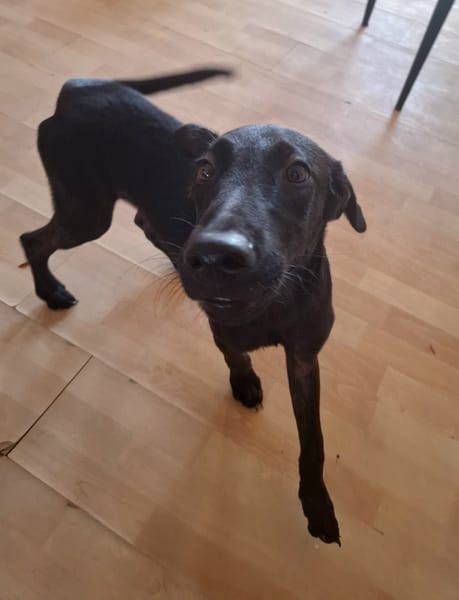 Dusty, mâle croisé berger, né le 15/06/2025 🐶