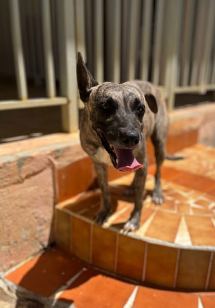 Donna, femelle, croisée berger, née le 10/09/2023