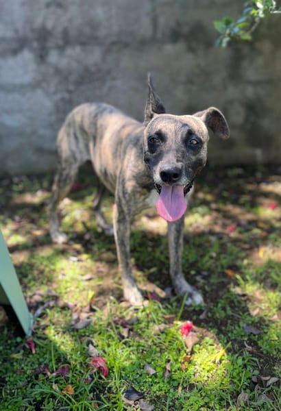 Donna, femelle, croisée berger, née le 10/09/2023