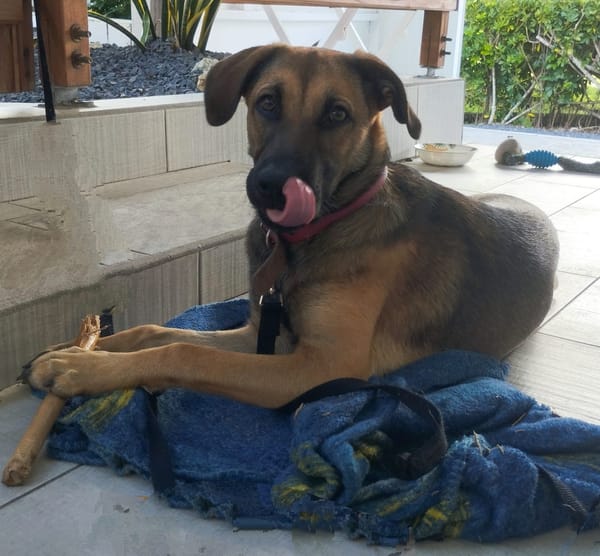 Câline, femelle croisée berger, née le 01/06/2025