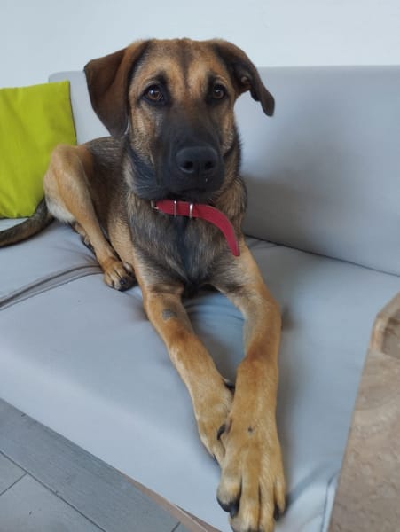 Câline, femelle croisée berger, née le 01/06/2025