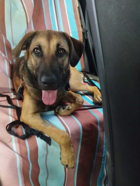 Câline, femelle croisée berger, née le 01/06/2025