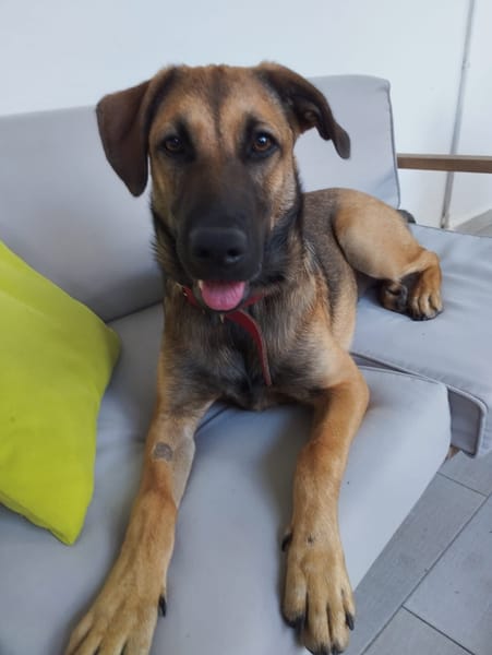 Câline, femelle croisée berger, née le 01/06/2025