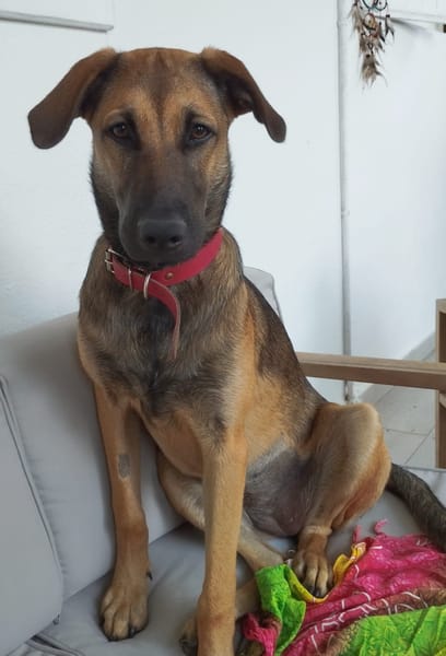 Câline, femelle croisée berger, née le 01/06/2025