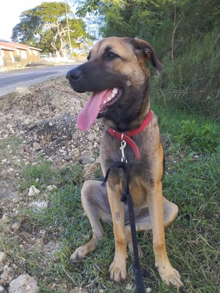 Câline, femelle croisée berger, née le 01/06/2025