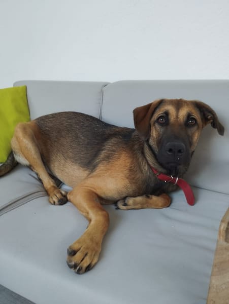 Câline, femelle croisée berger, née le 01/06/2025