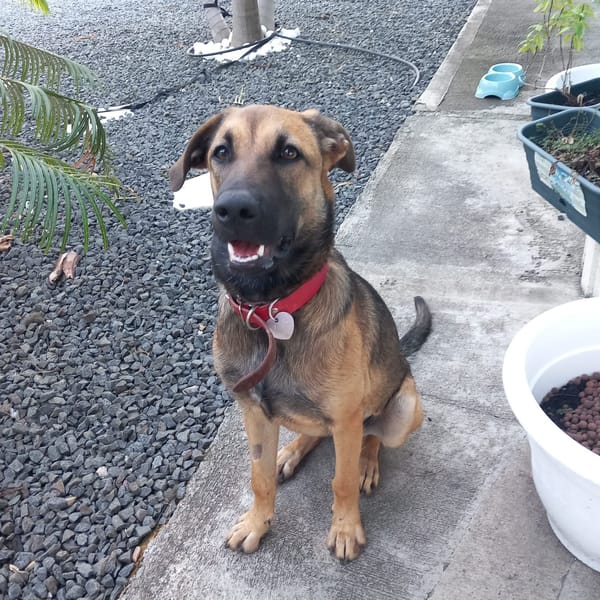 Câline, femelle croisée berger, née le 01/06/2025