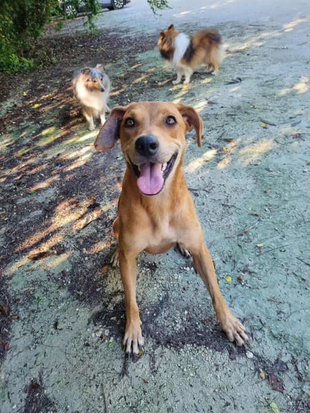 Bonny, femelle X berger, née le 28/11/2024