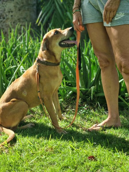 Bonny, femelle X berger, née le 28/11/2024
