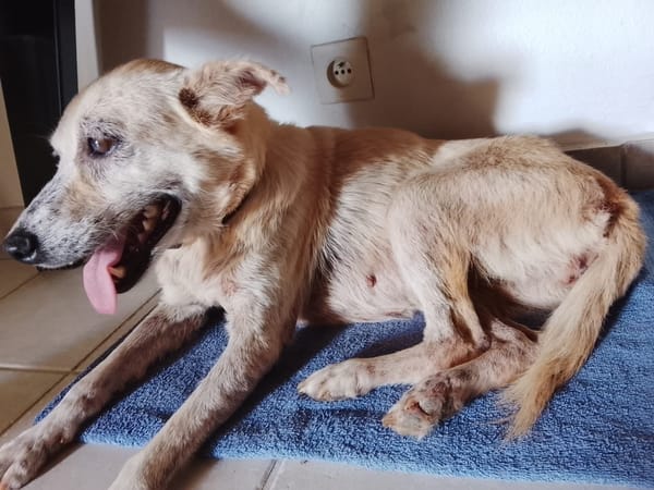 Belcha, femelle X créole née le 01/03/2013