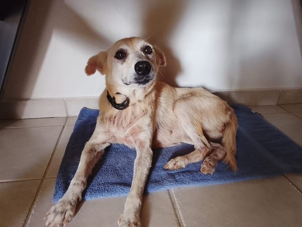 Belcha, femelle X créole née le 01/03/2013