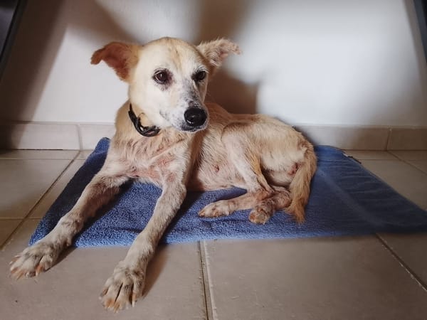 Belcha, femelle X créole née le 01/03/2013