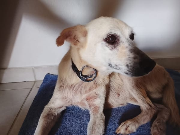 Belcha, femelle X créole née le 01/03/2013