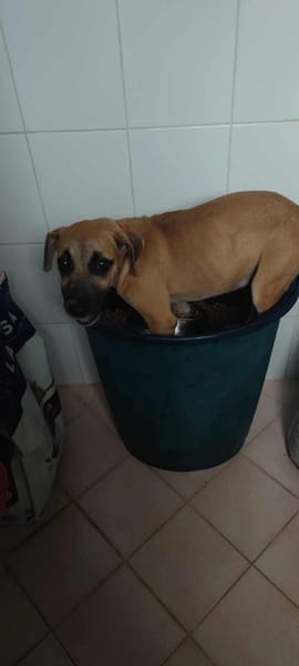 Anuka, femelle berger, née le 15/06/2025 🐶