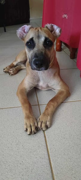 Anuka, femelle berger, née le 15/06/2025 🐶