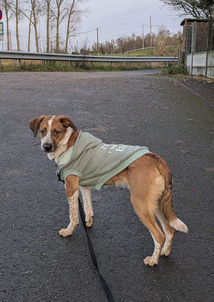 Amore, mâle X berger né le 03/05/2025