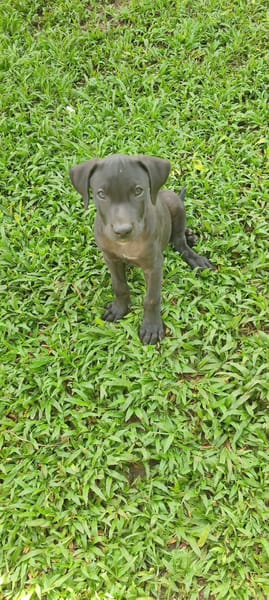 Zack, mâle croiséberger, né le 15/10/2025