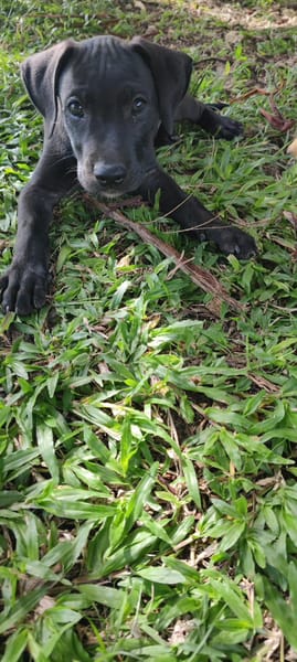 Zack, mâle croiséberger, né le 15/10/2025