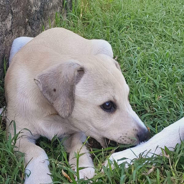 Yuno, femelle X border née le 14/09/2025