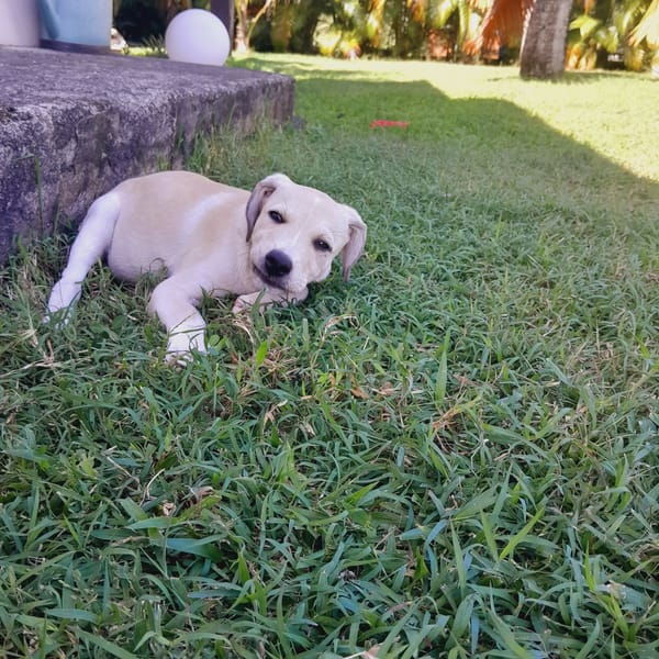 Yuno, femelle X border née le 14/09/2025