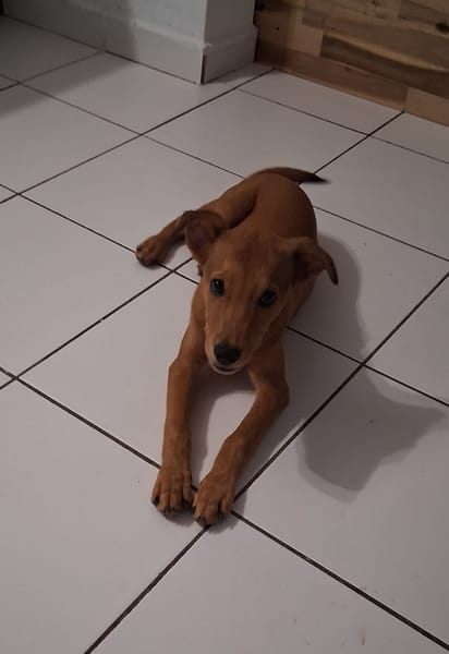 Ynook, mâle X croisé berger né le 06/09/2025