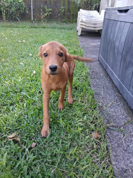 Ynook, mâle X croisé berger né le 06/09/2025