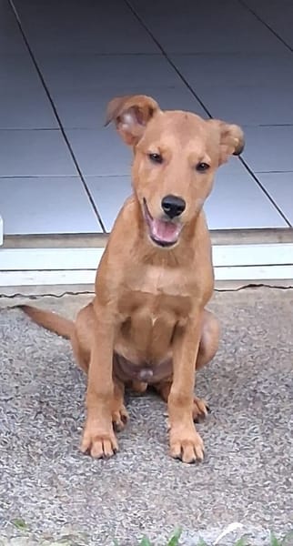 Ynook, mâle X croisé berger né le 06/09/2025