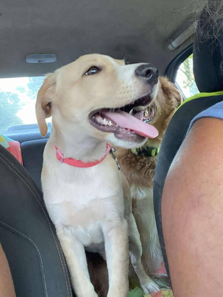 Tyna, femelle croisée berger, née le 15/08/2025